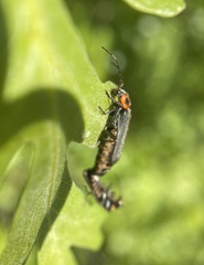 Cyrtomoptera divisa