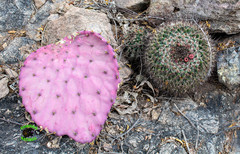 Mammillaria sonorensis