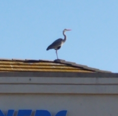 Ardea herodias