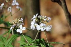 Cardamine heptaphylla
