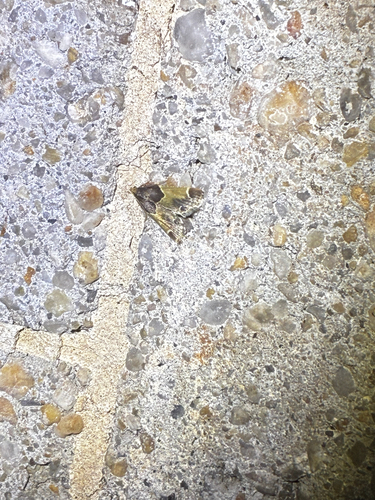 Meal moth