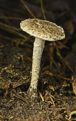 Amanita farinacea