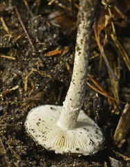 Amanita farinacea