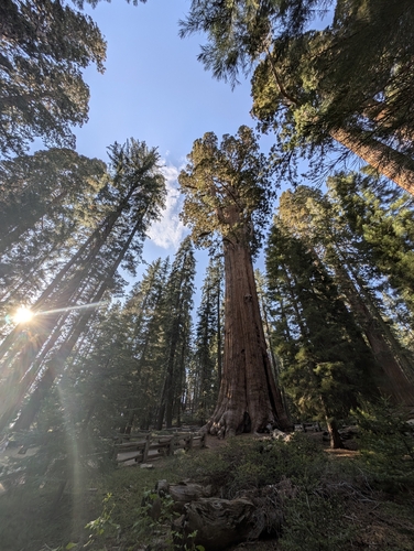 Sequoia