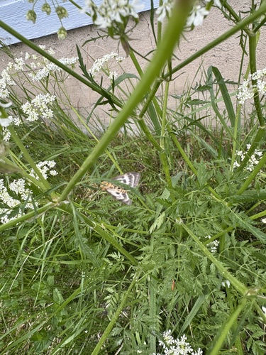 Small Magpie
