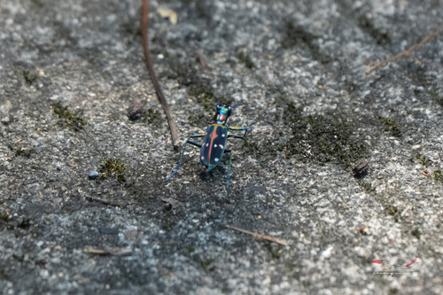 Cosmodela separata