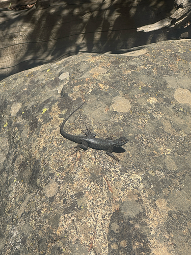 iNaturalist observation photo of Western Fence Lizard