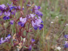Collinsia grandiflora