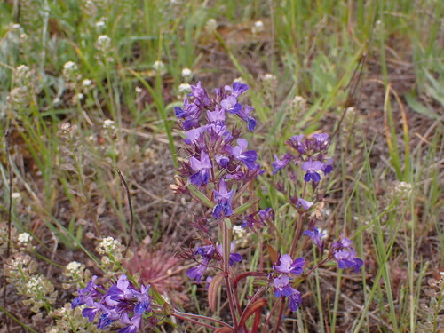 Collinsia grandiflora, photograph 1