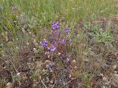 Collinsia grandiflora, photograph (c) elik03, some rights reserved (CC BY)