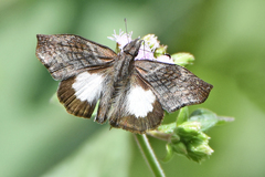 Theagenes albiplaga