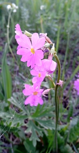Primula cortusoides, photograph 2