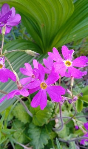 Primula cortusoides, photograph 3