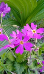 Primula cortusoides, photograph (c) Igor Karyakin, some rights reserved (CC BY)