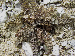 Gingidia enysii enysii