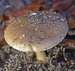 Amanita grisella