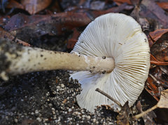 Amanita grisella
