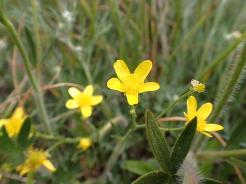 Ranunculus occidentalis, photograph 6