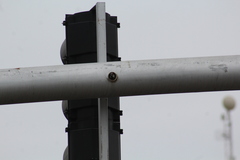 Passer domesticus