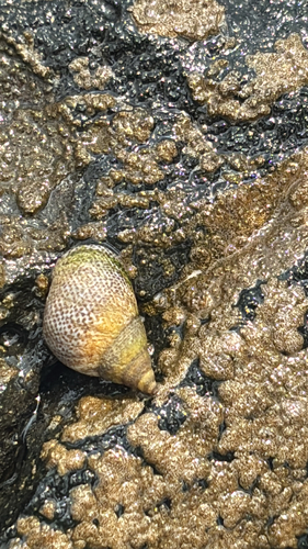Littoraria pintado observed 2026-06-01
