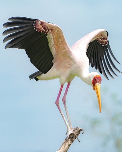 iNaturalist image
