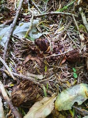 Dactylanthus taylorii