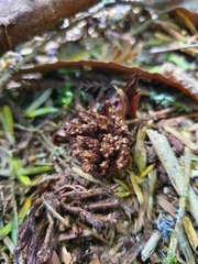 Dactylanthus taylorii