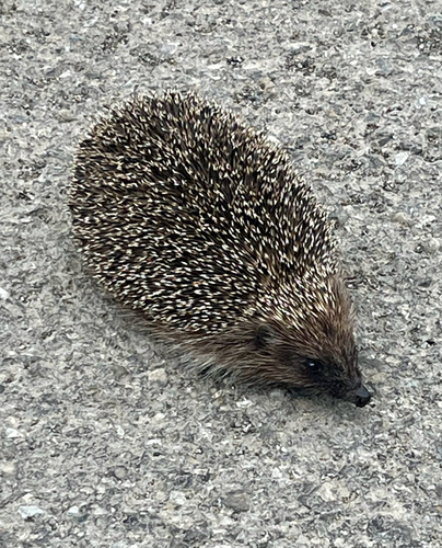 Northern White-breasted Hedgehog
