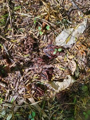 Dactylanthus taylorii