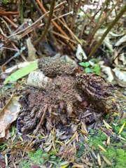 Dactylanthus taylorii