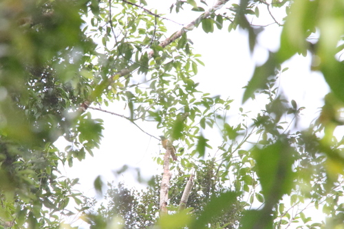 Geelvink Cicadabird (Edolisoma meyerii), photo 2