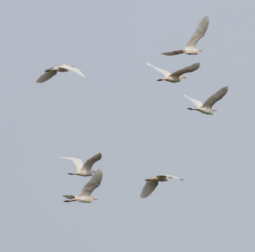 Western Cattle-Egret