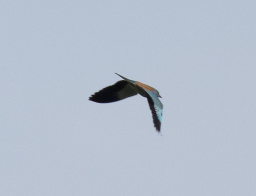 European Roller