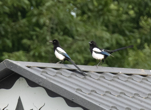 Eurasian Magpie