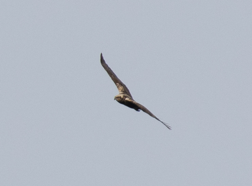 Western Marsh Harrier