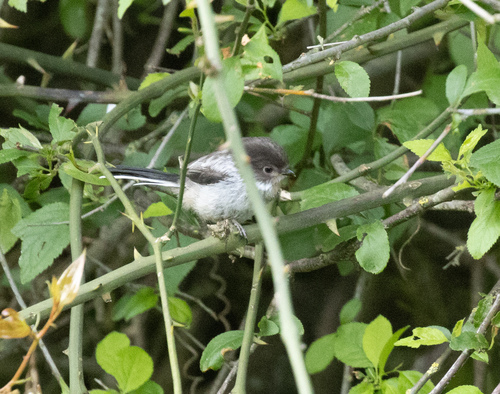 Long-tailed Tit