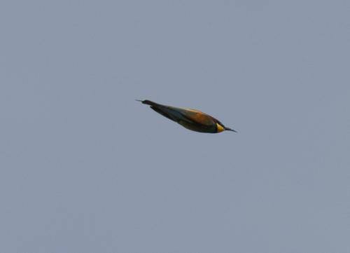 European Bee-eater