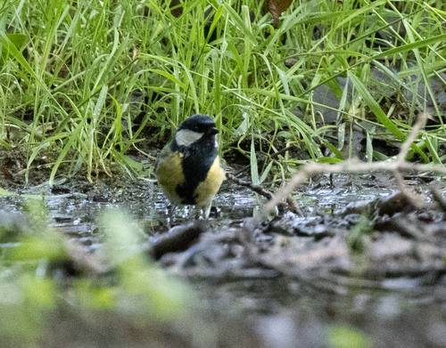 Great Tit