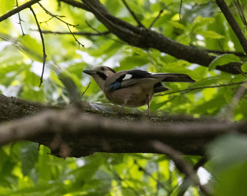 Eurasian Jay