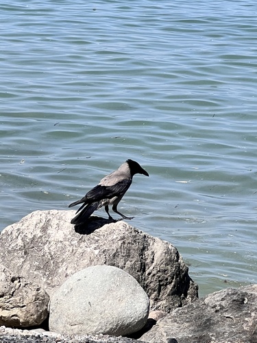 Hooded Crow