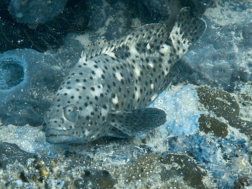 Epinephelus corallicola observed 2026-06-02