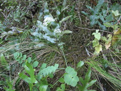 Gingidia grisea
