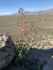 Penstemon bicolor roseus