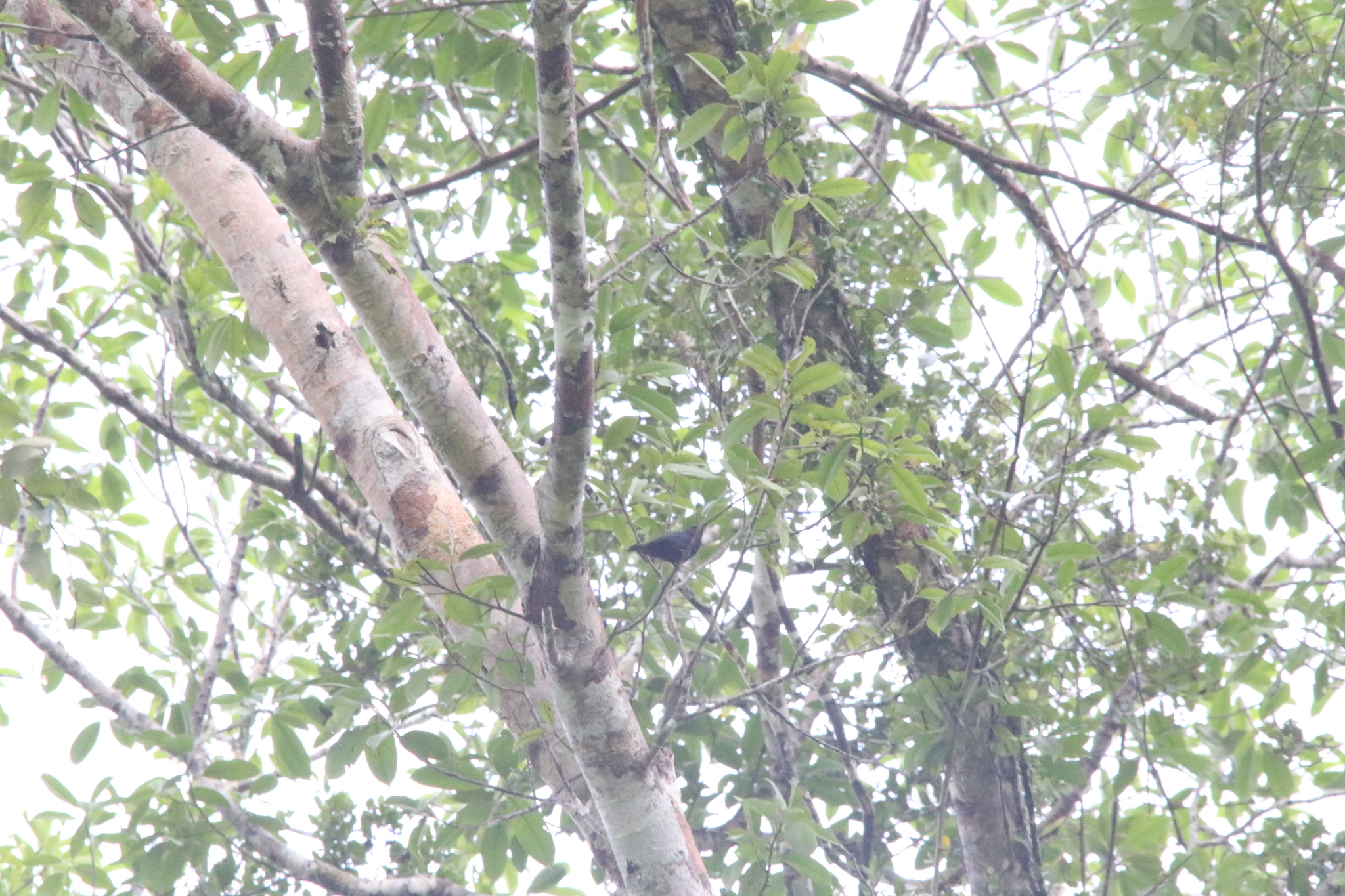 Biak Black Flycatcher (Myiagra atra), photo 6