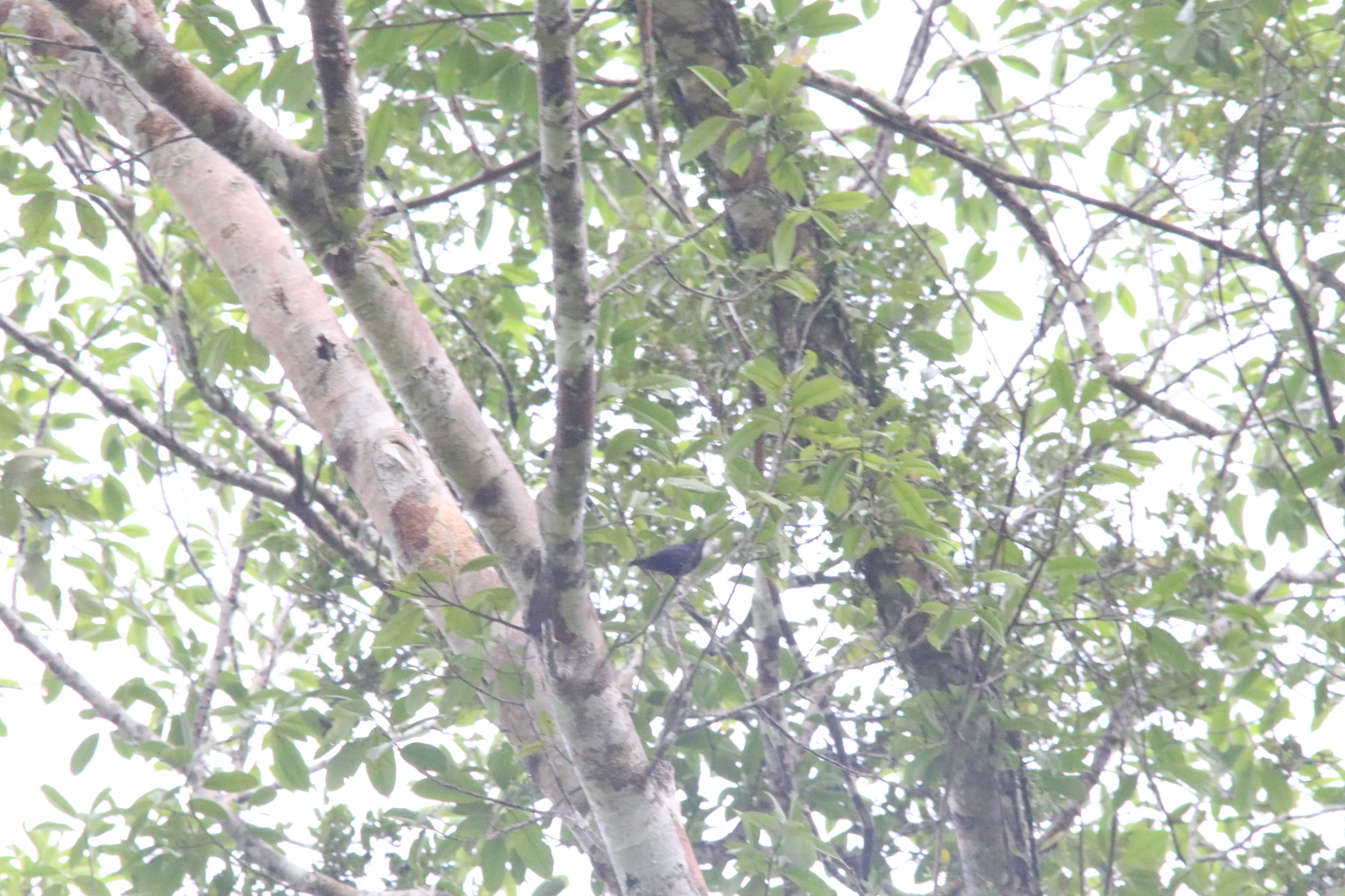Biak Black Flycatcher (Myiagra atra), photo 3