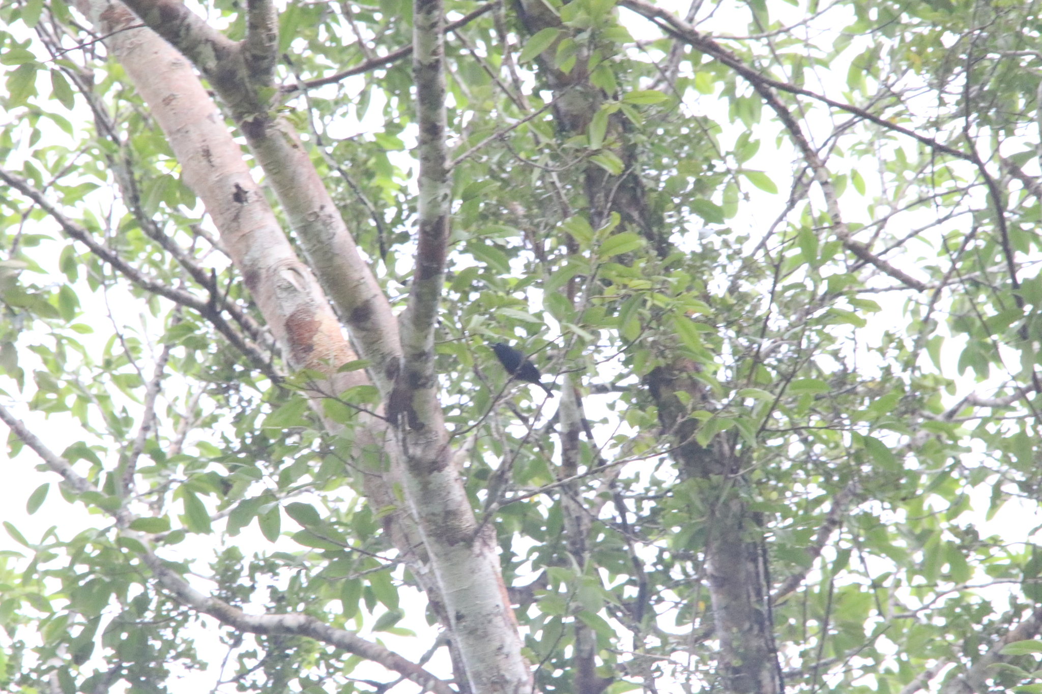 Biak Black Flycatcher (Myiagra atra), photo 2