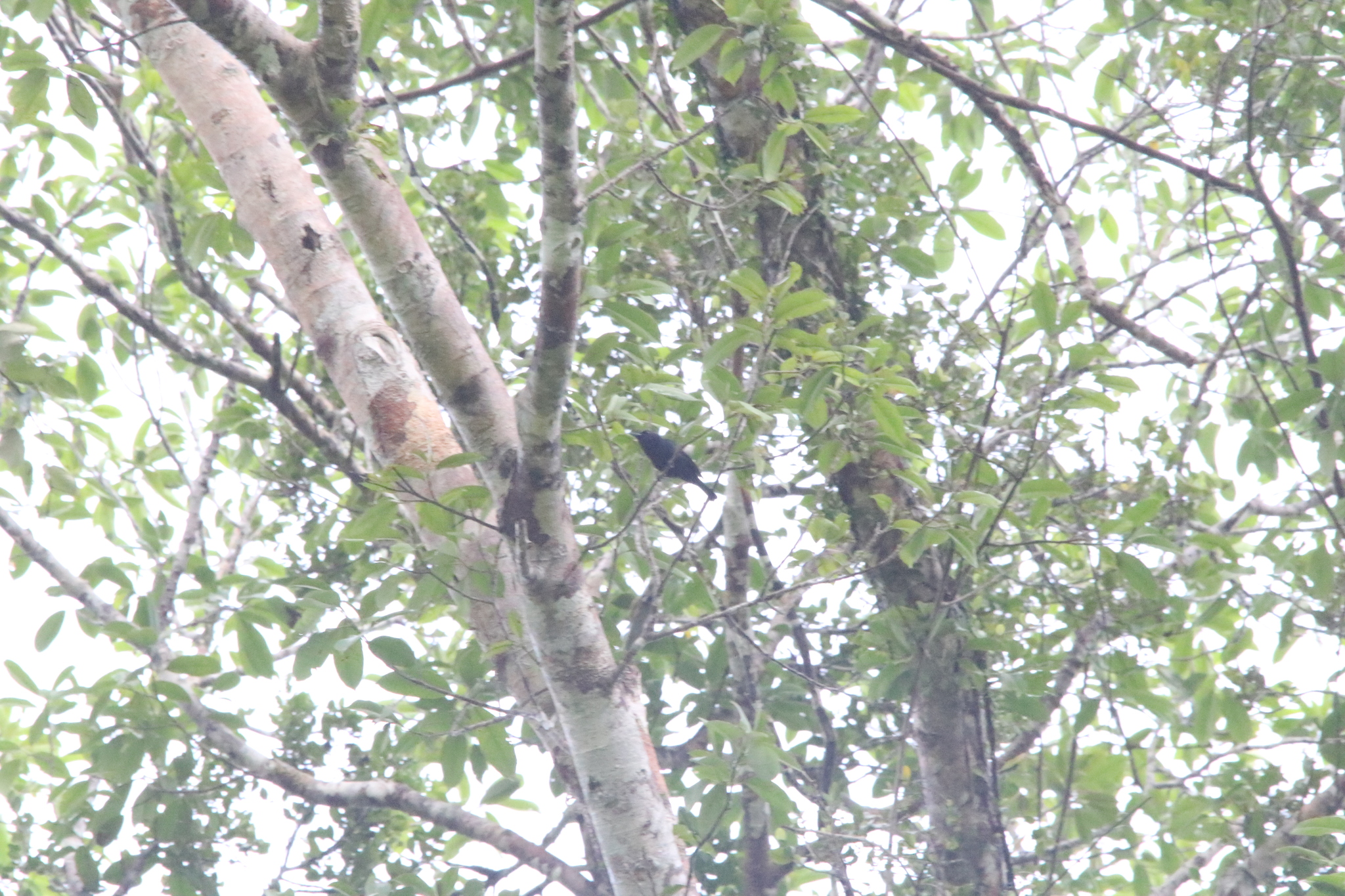 Biak Black Flycatcher (Myiagra atra), photo 7