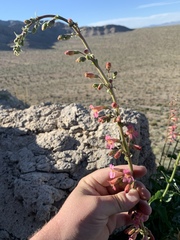 Penstemon bicolor roseus