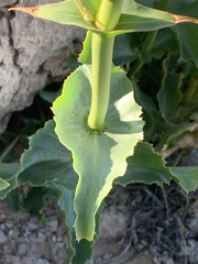 Penstemon bicolor roseus