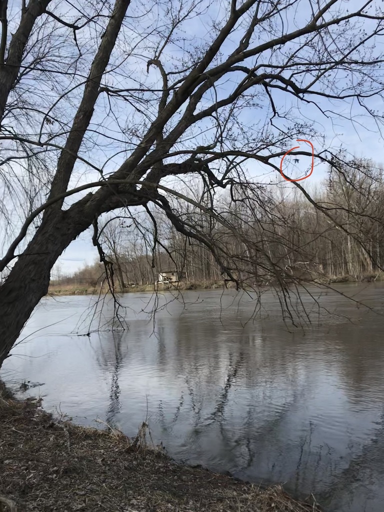 Doublecrested Cormorant from Colchester, VT 05446, USA on April 14, 2020 at 0528 PM by